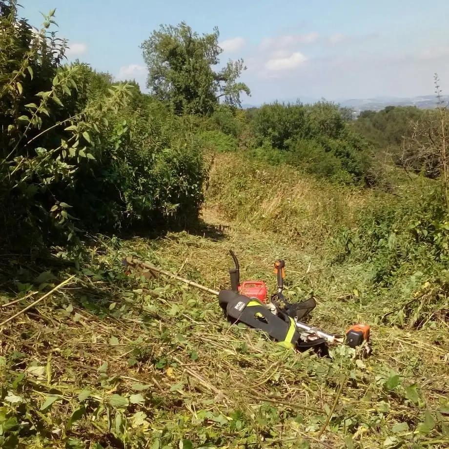 Ejemplo de desbroce de agro jardineria orgánica